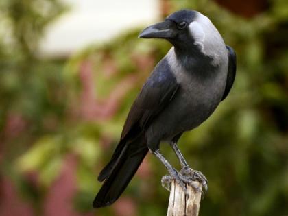 Pitru Paksha 2021: Why is there so much respect for 'crow' in the Pitrupaksha? Let's learn this from a modern perspective! | Pitru Paksha 2021 : पितृपक्षात 'कावळ्यालाच' एवढा मान का? हे आधुनिक दृष्टीकोनातून जाणून घेऊया!