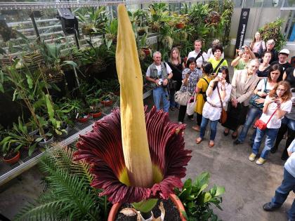 Giant Corpse Plant Draws Crowds In Southern California Us Smells Like Dead Body | बाबो! उद्यानात उमललं प्रचंड मोठं फूल, मृतदेहासारखा येतोय वास; पाहण्यासाठी तोबा गर्दी