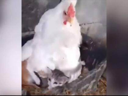 hen takecare kittens instead of chicks internet loves it watch adorable viral video | अनोखं मातृत्त्व! कोंबडी करतेय मांजरीच्या पिल्लांची देखभाल; VIDEO पाहून सारेच अवाक्