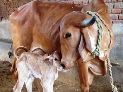 Don't forget to serve cows and feed cows and calves on the occasion of Gopashtami today! | आज गोपाष्टमीच्या निमित्ताने गोमातेची सेवा करायला आणि गाय-वासराला चारा घालायला विसरू नका!