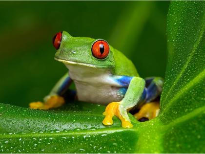 This 'frog' story may change the way you look at life! | बेडकाची 'ही' गोष्ट कदाचित तुमचा आयुष्याकडे बघण्याचा दृष्टीकोन बदलून टाकेल!