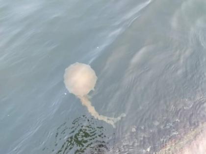 Jellyfish on the beach in Ratnagiri Warning to tourists | रत्नागिरीच्या समुद्रकिनाऱ्यावर जेलीफिशचा वावर; पर्यटकांना सतर्कच्या सूचना, पाहा Video...