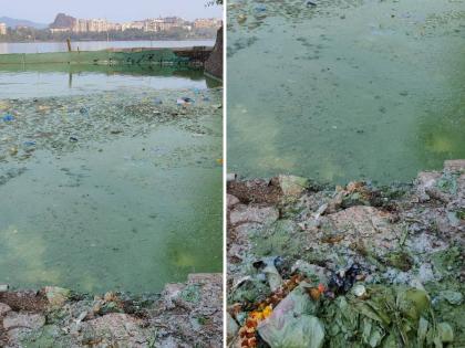 Bhiwandi Municipal Corporation bad smell in varhal talao | भिवंडीतील वऱ्हाळ तलावावर पसरला हिरवा तवंग! महापालिकेचं दुर्लक्ष, कुजक्या दुर्गंधीनं नागरिक हैराण