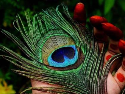 peacock feather will enhance wealth of your architecture: try these simple architectural tips! | मोरपिसाचे अंतरंग खुलवतील तुमचे वास्तुरंग : वापरून बघा या सोप्या वास्तूटिप्स!