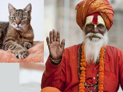 If you want salvation, don't keep cats; What is the fact behind this? Find out! | मोक्ष हवा असेल तर मांजर पाळू नका; काय आहे यामागील तथ्य? जाणून घ्या!