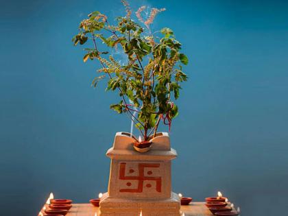 तुळशीचं 'असं' रोप घरात ठेवू नका, लक्ष्मी येणं थांबेल!; जाणून घ्या कारण...