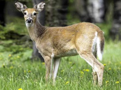 covid19 new variant found in ontario deer scientist | Corona Variant in Deer: अलर्ट! पांढऱ्या शेपटाच्या हरीणामध्ये आढळला कोरोनाचा नवा व्हेरिअंट, माणसालाही झाला संसर्ग