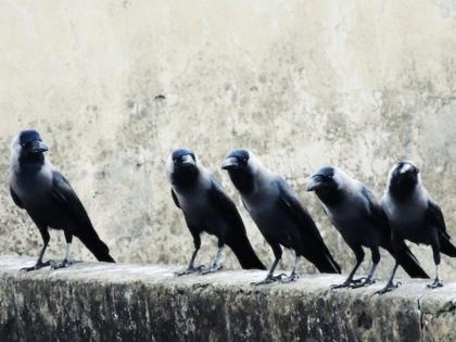 Don't ignore the crow's crow crow, it can get 'this' auspicious and non auspicious sign! | कावळ्याची काव काव दुर्लक्षू नका, त्यायोगे मिळू शकतात 'हे' शुभ तसेच अशुभ संकेत!