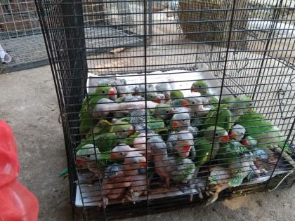 80 parrots smuggled from Washim forest to Thane seized | पिंजऱ्यावर चादर टाकून 'तो' एक्स्प्रेसनं ठाण्यात आला, पोलिसांनी पाहिलं तर धक्काच बसला! 