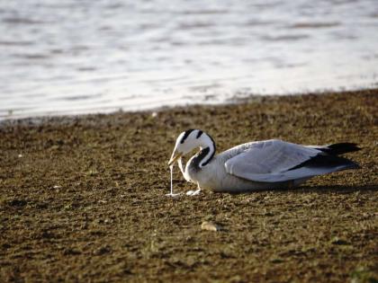 Poisoning on bar headed goose birds that came to Maharashtra after traveling thousands of miles from the Himalayas Two birds died! | हिमालयातून हजारो मैल प्रवास करुन महाराष्ट्रात आलेल्या बार हेडेड गुज पक्ष्यांवर विषप्रयोग?, दोन पक्ष्यांचा मृत्यू!