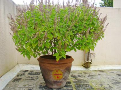 To preserve the sanctity of Tulsi, avoid 'these' things carefully and follow the given rules! | तुळशीचे पावित्र्य जपण्यासाठी 'या' गोष्टी कटाक्षाने टाळा आणि दिलेली नियमावली पाळा!