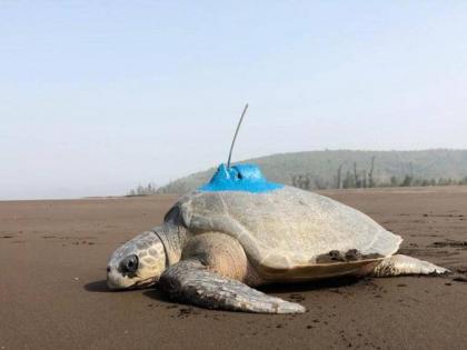 One tagged turtle in race to reach pakistan | मुंबईचे कासव जाणार पाकिस्तानला; सॅटेलाइट टॅगिंग केलेले ‘प्रथमा’ कासव सध्या मुंबई मुक्कामी