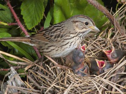 Sparrow teaches her chicks about importance of independent life; Read this story! | चिमणीने पिलांना दिले स्वावलंबनाचे धडे; पण का? वाचा ही मार्मिक गोष्ट!