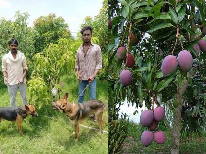 man in jabalpur grows miyazaki world costliest mango taiyo no tamago of 2 lakh 70 thousand rupees per kilogram | बाबो! एका आंब्याची किंमत २.७० लाख रुपये; राखणीसाठी ३ सुरक्षा रक्षक, ९ श्वान तैनात