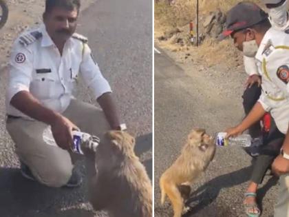 police constable was seen giving water from a bottle to a thirsty monkey in the forest police constable gave water to the monkey suffering from thirst | VIDEO: माणुसकीला सलाम! पाण्याच्या थेंबासाठी माकडाची वणवण, मग पोलिसानं केलं मन जिंकणारं काम