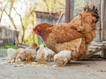 in madhya pradesh husband wife takes poison after family dispute over chicken | तुझ्या कोंबडीनं आमचं जेवण उष्टवलं! दोन भाऊ अन् दोन जाऊ भांडल्या; दीर-जाऊनं विष खाल्लं