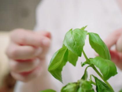 Always remember the 'these' rules while picking basil leaves and follow them! | तुळशीची पाने खुडताना 'हे' नियम कायम लक्षात ठेवा आणि त्यांचे पालन करा!