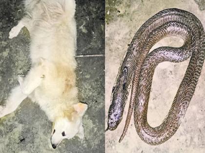 bihar to save the life of the owner the dog clashed with the snake lost his life | मालकाचा जीव वाचवण्यासाठी श्वान सापाला भिडला; मालक बचावला, पण श्वान दगावला