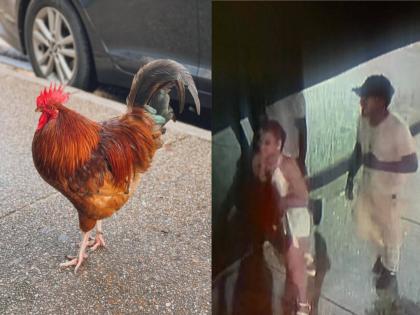 TATTOO SHOP MASCOT ROOSTER KIDNAPPED AND KILLED COP ARRESTED FOR INVOLVEMENT | कोंबड्याची अपहरण करून हत्या; पोलिसाची नोकरी गेली, अपहरणकर्ता आणि खुन्याचा शोध सुरू