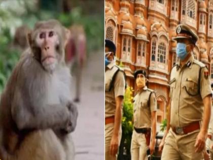 Monkey Get Away With Murder Evidence Jaipur Police Says In Court Know Matter | जजसाहेब, हत्येचे पुरावे माकडानं पळवले हो! कोर्टात पोलिसांनी दिली अजब माहिती