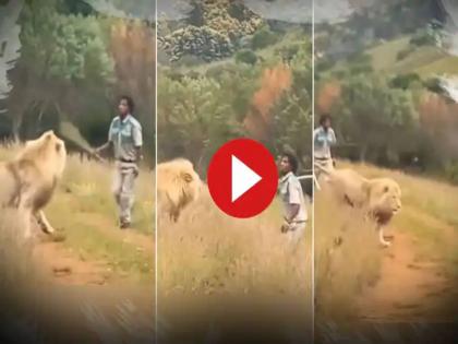 Viral video: Scared lion runs off into forest after man with nothing more than stick arrives | एवढं धाडस येतं कुठून? काठी घेऊन 'तो' सिंहाच्या मागे लागला; पुढे काय घडलं? पाहा VIDEO