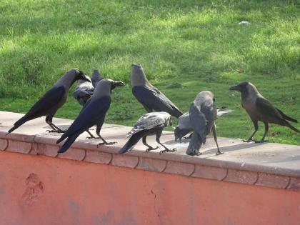 If several crows croak at home at the same time, these are not auspicious signs; Read more information! | घरावर एकाच वेळी अनेक कावळे काव काव करू लागले, तर हे शुभ संकेत नाहीत; अधिक माहिती वाचा!