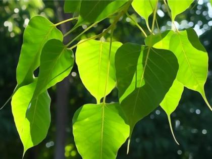 Vaishakh Purnima 2022: Find out the benefits of worshiping Pimpala tree on Vaishakh Purnima! | Vaishakh Purnima 2022 : वैशाख पौर्णिमेला पिंपळाची पूजा केल्याने कोणते फायदे होतात ते जाणून घ्या!