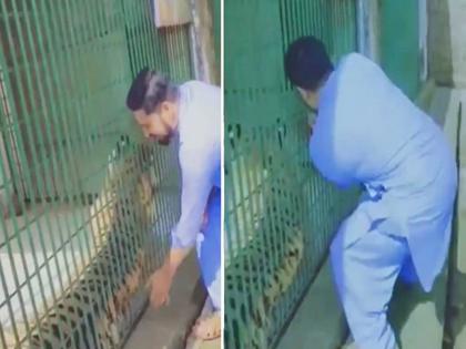 man harassed the caged tiger the what happened next watch viral video | नको ते धाडस! पिंजऱ्यातील वाघाला डिवचलं मग घडलं असं काही की फुटला घाम, पाहा Video