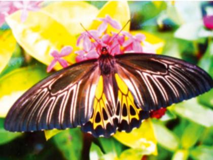 In Radhanagari the largest butterfly in India Southern Birdwing | भारतातील सर्वात मोठे फुलपाखरू राधानगरीत; ‘सदर्न बर्डविंग’ची नोंद, कसं दिसतं पाहा...