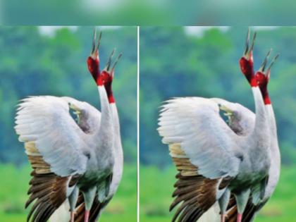 saras bird On the verge of extinction | प्रेमाचे प्रतीक सारस लुप्त होण्याच्या मार्गावर; मागील वर्षीच्या तुलनेत संख्येत घट