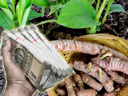 Vastu Shastra: Plant turmeric at home, overcome financial difficulties! | Vastu Shastra : हळदीचे रोप लावा घरात, आर्थिक चणचणीवर करा मात!