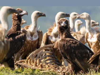 Did vultures' arrogance or arbitrariness cause an island to become lifeless? Read the parable! | एक बेट निर्जीव होण्याला गिधाडांचा ऐतखाऊपणा कारणीभूत ठरला की मनमानीपणा? वाचा ही बोधकथा!