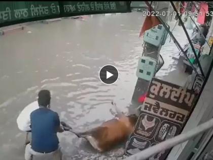 Punjab Man saved cow from getting electrocuted in Mansa, video goes viral | माणुसकीचं दर्शन! विजेचा शॉक लागण्यापासून गायीचा वाचवला जीव; Video नं जिंकली अनेकांची मनं