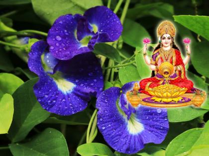 Vastu Tips: Mother Lakshmi was at home after planting Gokarni on Thursday or Friday! | Vastu Tips: गुरुवारी किंवा शुक्रवारी गोकर्णीचे रोप लावल्याने लक्ष्मी मातेची घरावर होते कृपा!