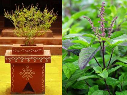 Vastu Shastra: Say 'these' two verses while lighting a lamp near Tulsi to remove sorrow, illness and financial difficulties! | Vastu Shastra: दुःखं, आजार आणि आर्थिक अडचणी दूर करण्यासाठी तुळशीजवळ दिवा लावताना म्हणा 'हे' दोन श्लोक!