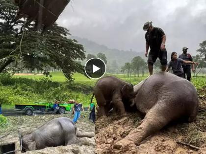 Watch Video Mother Elephant Rescued With Calf In Thailand Vets Give Cpr To Save Elephant Viral Video On Social Media | Elephant Rescue Video: बेशुद्ध हत्तीला डॉक्टरनं दिला CPR, जीवदान मिळालं; ७ फूट खड्ड्यात फसलेल्या हत्तीण अन् पिल्लाची कहाणी... 