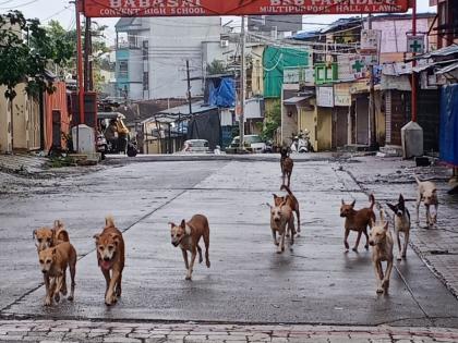 Stray dogs issue in Ulhasnagar | उल्हासनगरात मोकाट कुत्र्याची दहशद, कुत्र्याचे होणार निर्बिजिकरण