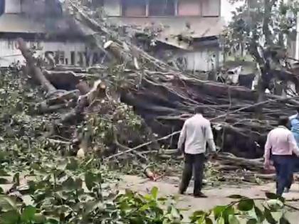 A giant pimpal tree fell in Bhiwandi, fortunately no loss of life was avoided | भिवंडीत पिंपळाचे महाकाय झाड कोसळले सुदैवाने जीवितहानी टाळली