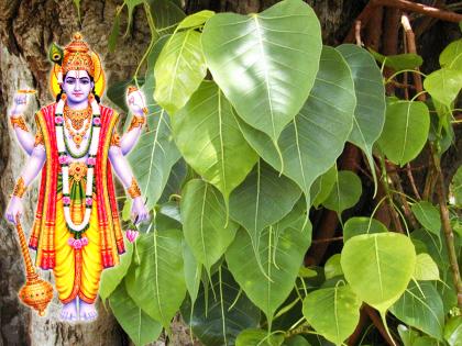 Shravan Vrat 2022: Planting these five trees during Shravan month is said to lead to heaven after death! | Shravan Vrat 2022: श्रावणमासात 'ही' पाच झाडं लावली असता, मरणोत्तर स्वर्गप्राप्ती होते असे म्हणतात!