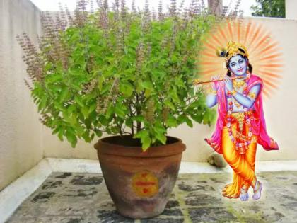 Vastu Shastra: Worship Krishna and Tulshi today; Mother Lakshmi will arrive in the house! | Vastu Shastra: आज कृष्ण-तुळशीचे करा पूजन; लक्ष्मी मातेचे घरात होईल आगमन!