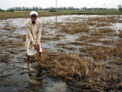 farmers still not getting compensation Leaders came and went no help was given to the farmers | साहेब, आणखी किती दौरे करणार? नुकसानभरपाई द्या; शेतकऱ्यांचा टाहो, नेते आले अन् गेले, मदत मिळेना