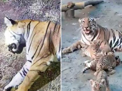 After the mother was gone aunt raised the calves tigress adopted the cubs | आई गेल्यानंतर ‘मावशी’ने बछड्यांना जगविले; वाघिणीने बछड्यांना स्वीकारले, शिकारीचेही देत आहे प्रशिक्षण