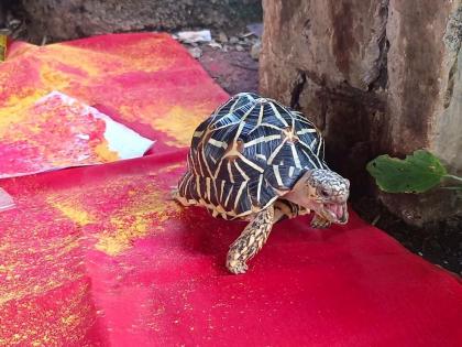 Tortoise superstition pooja for money in kalyan | धनलाभासाठी सुरु होती कासवाची पूजा, नागरिकांचं लक्ष जाताच काढला पळ! नेमका प्रकार काय? वाचा...