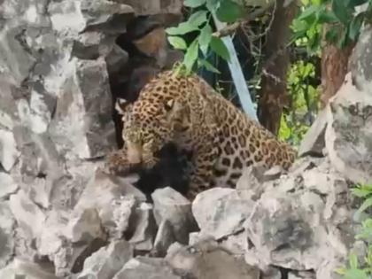 Those barbed wire again claimed leopard victim in Nashik Two leopards die in a week | ‘त्या’ टोकदार तारांनी पुन्हा घेतला नाशिकमध्ये बिबट्याचा बळी; आठवड्यात दोन बिबटे मृत्युमुखी 