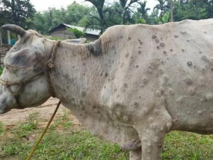 Two animals died due to lumpy skin in Buldhana district | बुलढाणा जिल्ह्यात लम्पी स्कीनमुळे दोन जनावरांचा मृत्यू