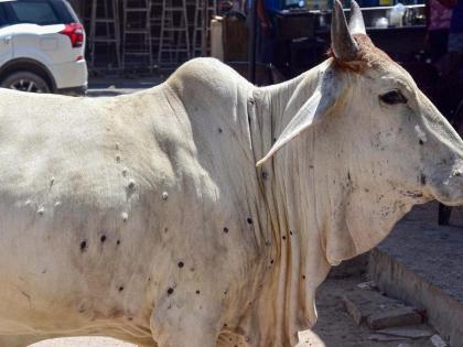 Entire state declared controlled area government move to curb lumpy skin | संपूर्ण राज्य 'नियंत्रित क्षेत्र' घोषित, लंपी स्कीनला रोखण्यासाठी शासनाचे पाऊल