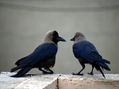 Pitru Paksha 2022 : We invite Pitras to eat in the form of crows, but how will they feel about us? Track it! | Pitru Paksha 2022 : कावळ्यांच्या रूपात पितरांना आपण जेवायला बोलवतो, पण त्यांच्या मनात आपल्याबद्दल काय भावना असतील? याचा मागोवा!