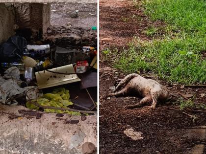 State of Park in Chief Minister Constituency Due to the remains of dead animals there is a bad smell in the area the citizens are shocked | मुख्यमंत्र्यांच्या ठाण्यातील उद्यानाची दुरावस्था; मृत जनावरांच्या अवशेषाने परिसरात दुर्गंधी, नागरिक हैराण 