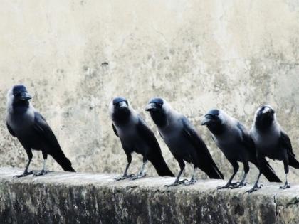 Pitru Paksha 2022: If crows come and yelling at your door during Pitru Paksha, then these are auspicious signs of upcoming auspicious events! | Pitru Paksha 2022: ऐन पितृपक्षात कावळे तुमच्या दारावर येऊन काव काव करत असतील, तर हे आहेत शुभ संकेत शुभ घटनांचे!