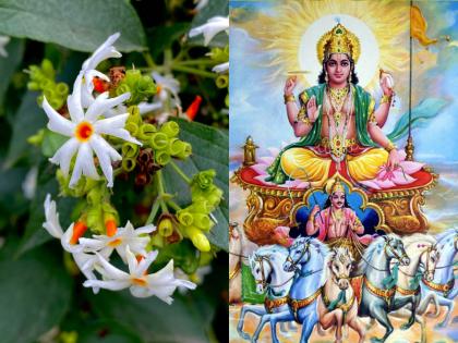 When did you read the unique yet fragrant story of Prajakta's flower and Sun God? Find out! | प्राजक्ताच्या फुलाची आणि सूर्यदेवाची अनोखी तरी सुगंधी कहाणी तुम्ही कधी वाचली? जाणून घ्या!